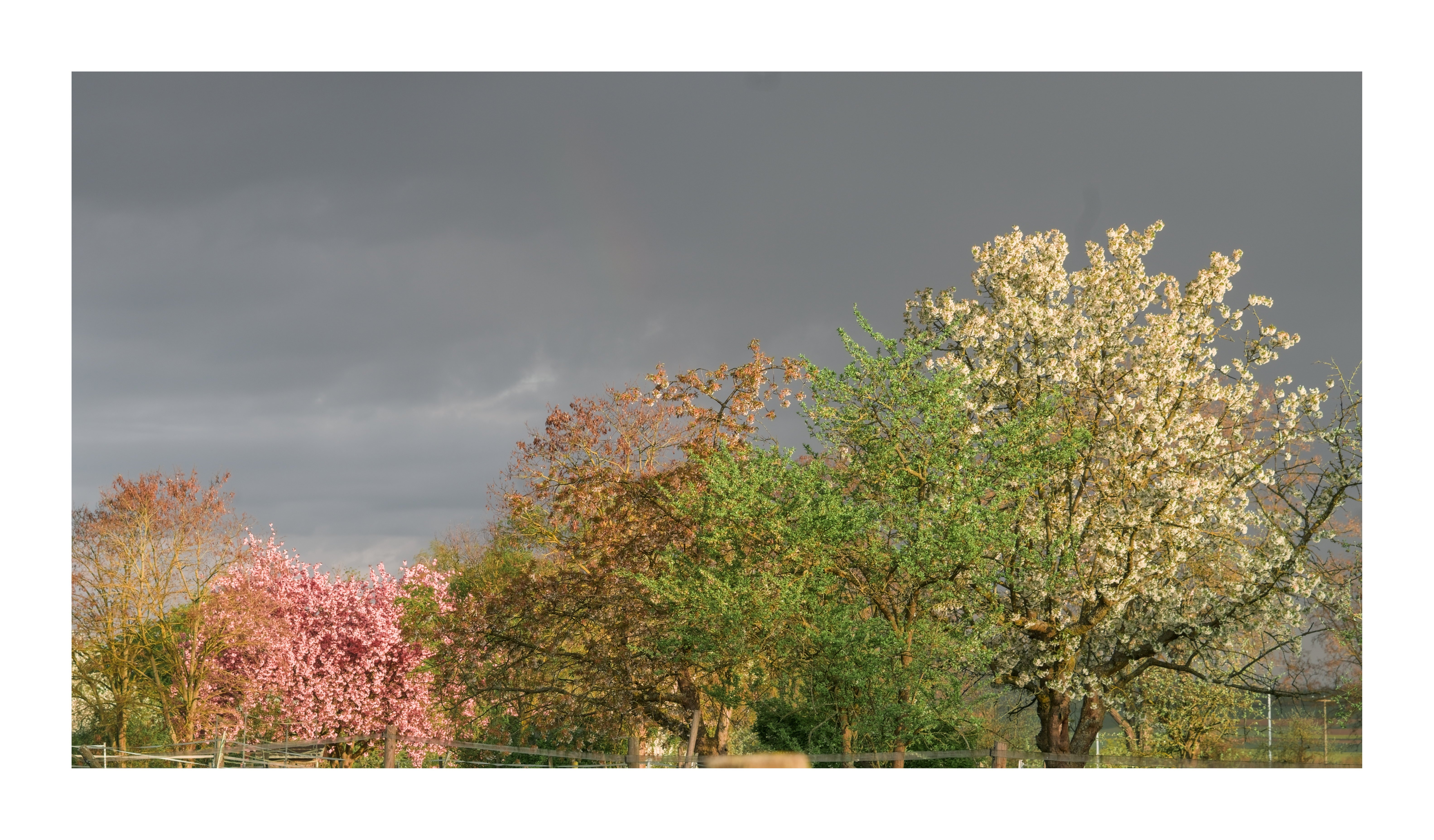 Das Bild zeigt eine eindrucksvolle Frühlingsszene in der Wetterau. Mehrere Bäume stehen in voller Blüte und präsentieren ein abwechslungsreiches Farbspiel: Zartes Rosa, strahlendes Weiß und frisches Grün prägen das Landschaftsbild. Dazwischen verleihen Bäume mit rötlich-braunem Laub der Szenerie zusätzliche Tiefe und Kontraste...Besonders auffällig ist der dramatische Himmel im Hintergrund. Dunkle Regenwolken ziehen über die Landschaft, während die tief stehende Sonne die blühenden Bäume hell anstrahlt und ihre Farben intensiv leuchten lässt. Dieses Zusammenspiel von Licht und Schatten erzeugt eine besondere Stimmung und unterstreicht die Schönheit des Frühlings...Ein schlichter Zaun im Vordergrund sowie die natürliche Anordnung der Bäume vermitteln den Eindruck einer typisch ländlichen Landschaft der Wetterau. Das Foto fängt den Kontrast zwischen der aufziehenden Witterung und der lebendigen Blütenpracht auf eindrucksvolle Weise ein und vermittelt die Ruhe und den Charme der Region.